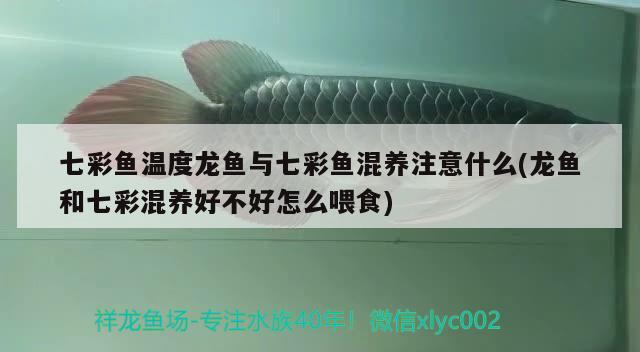 七彩魚溫度龍魚與七彩魚混養(yǎng)注意什么(龍魚和七彩混養(yǎng)好不好怎么喂食) 藍帆三間魚