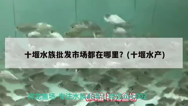 十堰水族批發(fā)市場都在哪里？(十堰水產(chǎn))