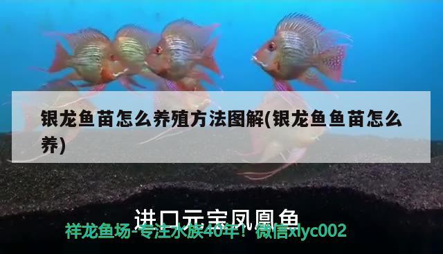 銀龍魚苗怎么養(yǎng)殖方法圖解(銀龍魚魚苗怎么養(yǎng)) 銀龍魚