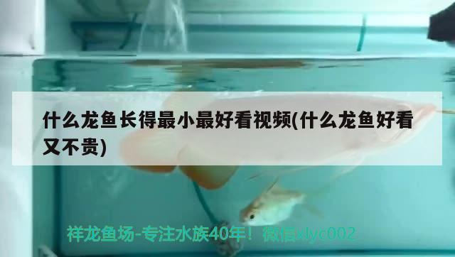 什么龍魚長得最小最好看視頻(什么龍魚好看又不貴) 水族世界