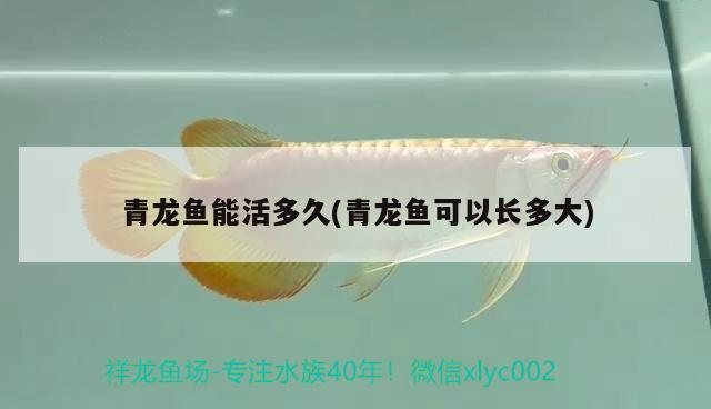 青龍魚能活多久(青龍魚可以長多大)