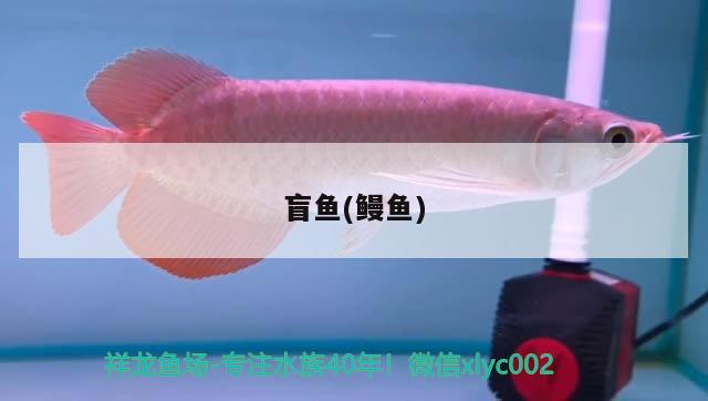 盲魚(鰻魚) 觀賞魚