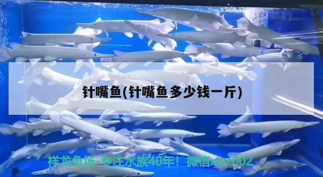 針嘴魚(針嘴魚多少錢一斤)