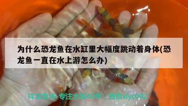 為什么恐龍魚在水缸里大幅度跳動(dòng)著身體(恐龍魚一直在水上游怎么辦) 藍(lán)底過背金龍魚