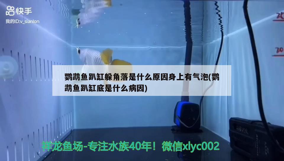 鸚鵡魚趴缸躲角落是什么原因身上有氣泡(鸚鵡魚趴缸底是什么病因) 鸚鵡魚