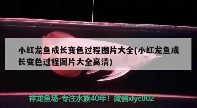 小紅龍魚成長變色過程圖片大全(小紅龍魚成長變色過程圖片大全高清)