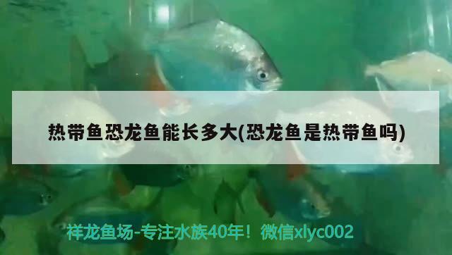 熱帶魚恐龍魚能長(zhǎng)多大(恐龍魚是熱帶魚嗎)