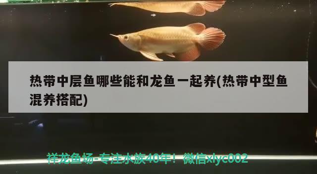 熱帶中層魚哪些能和龍魚一起養(yǎng)(熱帶中型魚混養(yǎng)搭配)