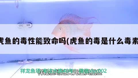 虎魚的毒性能致命嗎(虎魚的毒是什么毒素) 虎魚百科