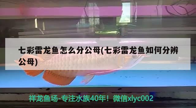 七彩雷龍魚怎么分公母(七彩雷龍魚如何分辨公母)