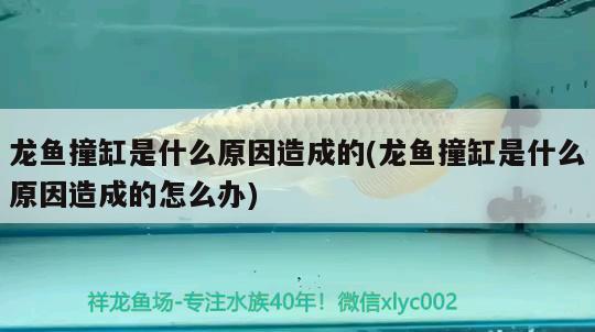 龍魚撞缸是什么原因造成的(龍魚撞缸是什么原因造成的怎么辦)