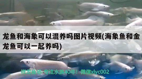 龍魚和海象可以混養(yǎng)嗎圖片視頻(海象魚和金龍魚可以一起養(yǎng)嗎)