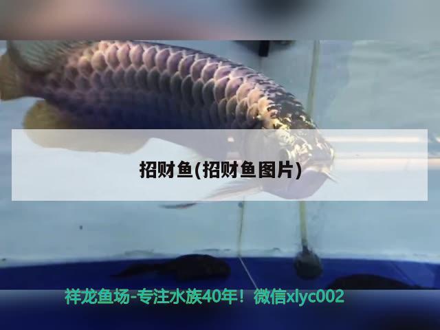 招財(cái)魚(招財(cái)魚圖片) 觀賞魚