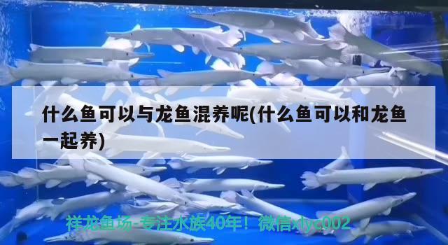 什么魚可以與龍魚混養(yǎng)呢(什么魚可以和龍魚一起養(yǎng))