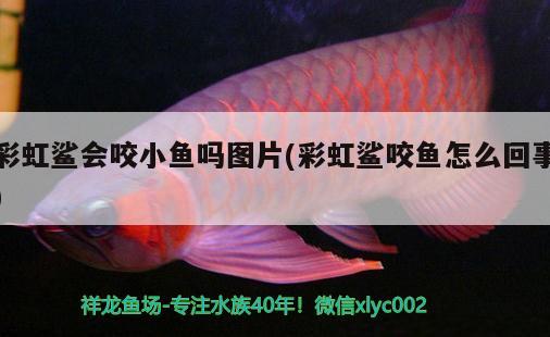 彩虹鯊會咬小魚嗎圖片(彩虹鯊咬魚怎么回事)