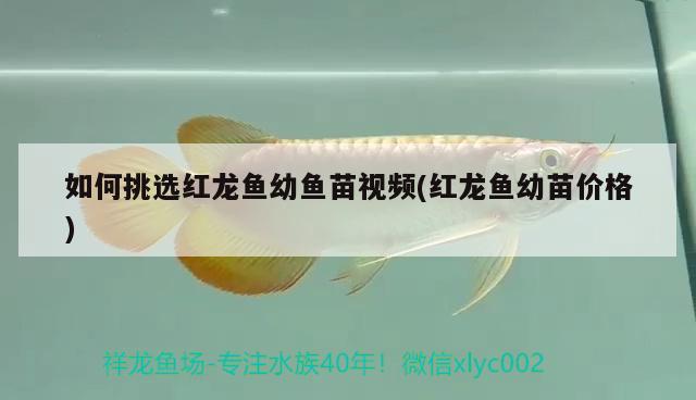 如何挑選紅龍魚幼魚苗視頻(紅龍魚幼苗價格)