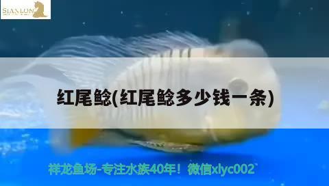 紅尾鯰(紅尾鯰多少錢一條) 觀賞魚