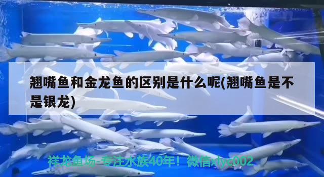 翹嘴魚和金龍魚的區(qū)別是什么呢(翹嘴魚是不是銀龍)