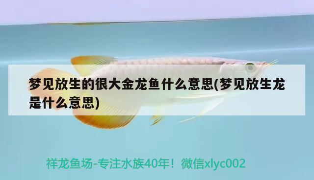 夢(mèng)見放生的很大金龍魚什么意思(夢(mèng)見放生龍是什么意思)