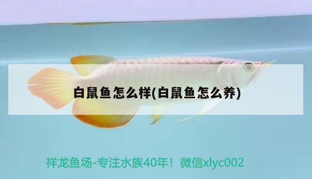 白鼠魚怎么樣(白鼠魚怎么養(yǎng))