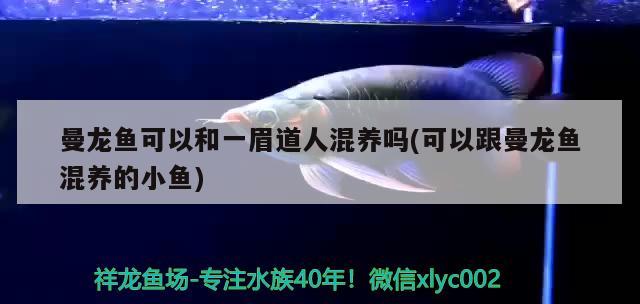 曼龍魚可以和一眉道人混養(yǎng)嗎(可以跟曼龍魚混養(yǎng)的小魚)