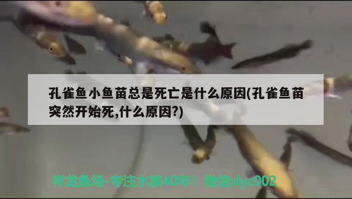 孔雀魚小魚苗總是死亡是什么原因(孔雀魚苗突然開始死,什么原因?) 觀賞魚