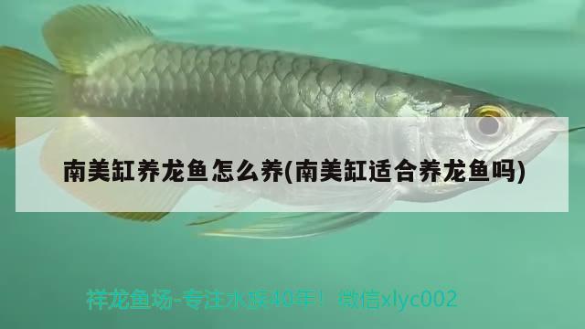 南美缸養(yǎng)龍魚怎么養(yǎng)(南美缸適合養(yǎng)龍魚嗎)