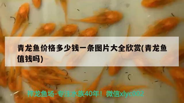 青龍魚價(jià)格多少錢一條圖片大全欣賞(青龍魚值錢嗎)