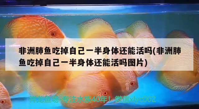 非洲肺魚吃掉自己一半身體還能活嗎(非洲肺魚吃掉自己一半身體還能活嗎圖片) 肺魚