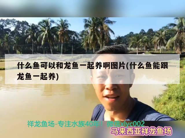 什么魚可以和龍魚一起養(yǎng)啊圖片(什么魚能跟龍魚一起養(yǎng)) 除藻劑