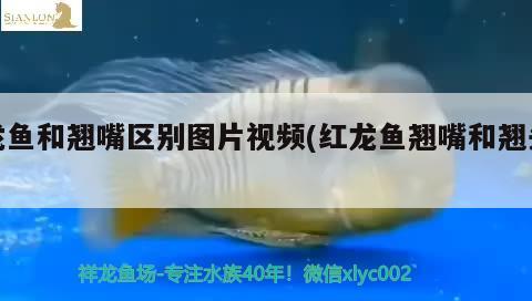 龍魚和翹嘴區(qū)別圖片視頻(紅龍魚翹嘴和翹頭) 虎魚魚苗