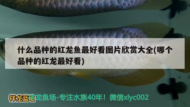 什么品種的紅龍魚最好看圖片欣賞大全(哪個(gè)品種的紅龍最好看)