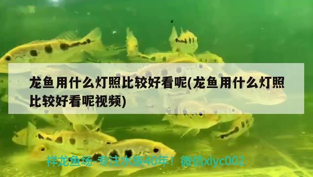 龍魚(yú)用什么燈照比較好看呢(龍魚(yú)用什么燈照比較好看呢視頻) 玫瑰銀版魚(yú)