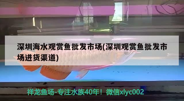 深圳海水觀賞魚批發(fā)市場(深圳觀賞魚批發(fā)市場進貨渠道) 觀賞魚批發(fā)