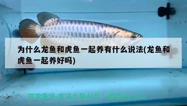 為什么龍魚和虎魚一起養(yǎng)有什么說法(龍魚和虎魚一起養(yǎng)好嗎)