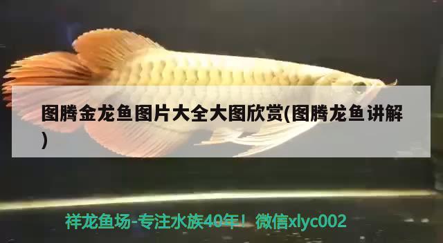 圖騰金龍魚圖片大全大圖欣賞(圖騰龍魚講解)