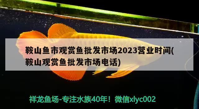 鞍山魚市觀賞魚批發(fā)市場2023營業(yè)時間(鞍山觀賞魚批發(fā)市場電話) 觀賞魚批發(fā)