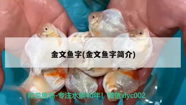 金文魚字(金文魚字簡(jiǎn)介) 觀賞魚