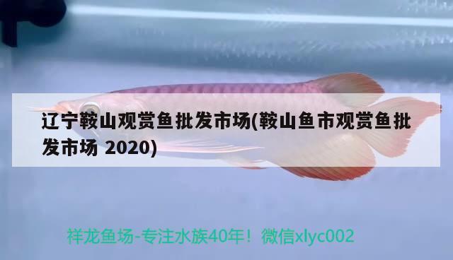 遼寧鞍山觀賞魚批發(fā)市場(鞍山魚市觀賞魚批發(fā)市場2020)