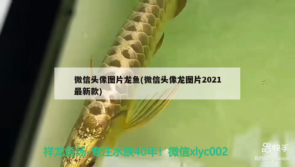 微信頭像圖片龍魚(yú)(微信頭像龍圖片2021最新款) 黃金眼鏡蛇雷龍魚(yú)