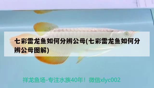 七彩雷龍魚如何分辨公母(七彩雷龍魚如何分辨公母圖解)