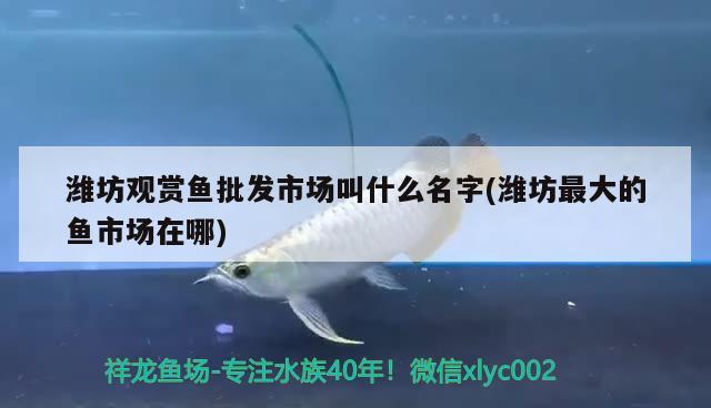 濰坊觀賞魚批發(fā)市場叫什么名字(濰坊最大的魚市場在哪)