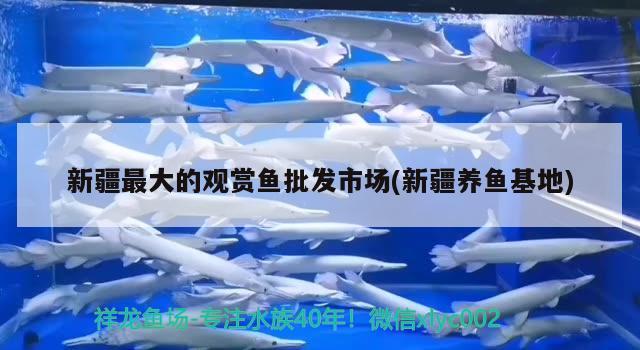 新疆最大的觀賞魚批發(fā)市場(新疆養(yǎng)魚基地) 觀賞魚批發(fā)