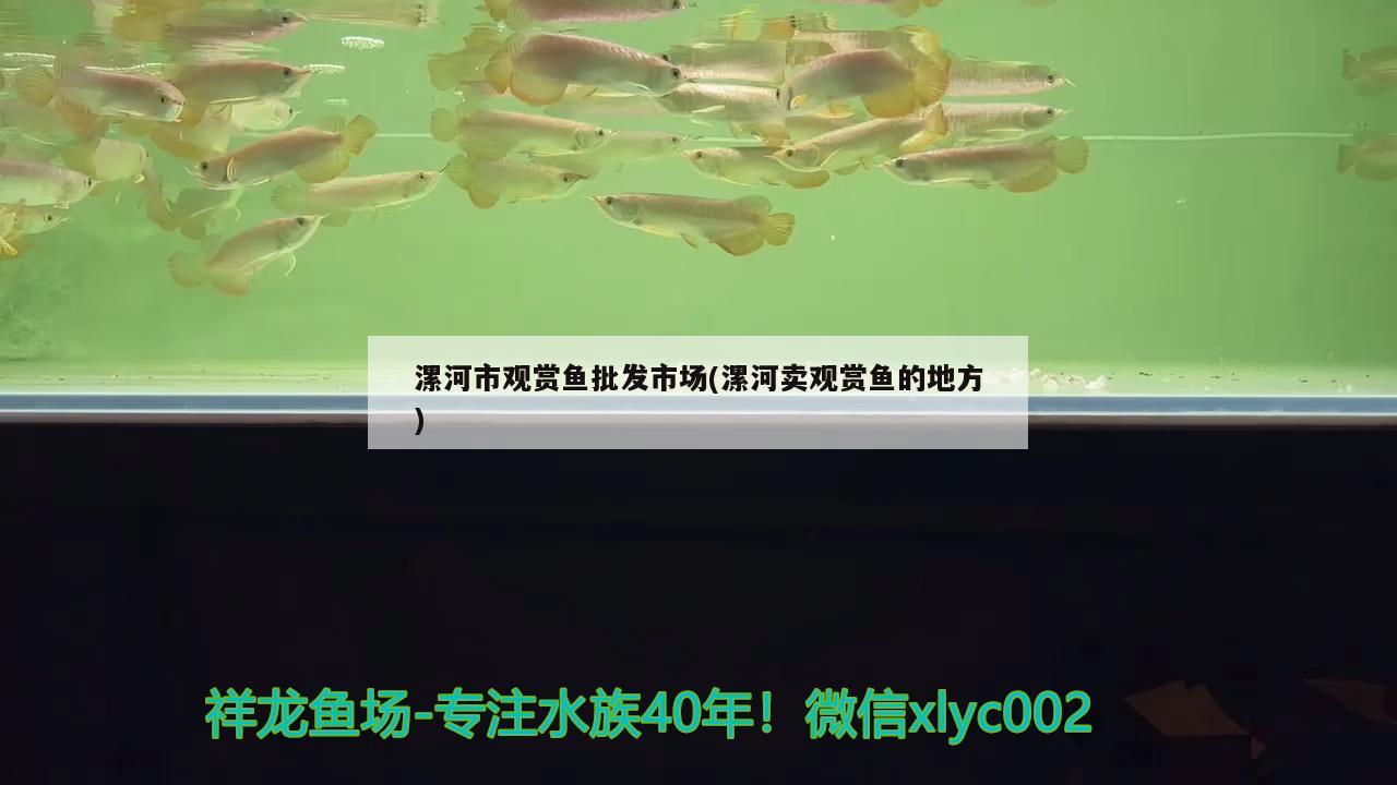 漯河市觀賞魚(yú)批發(fā)市場(chǎng)(漯河賣(mài)觀賞魚(yú)的地方)