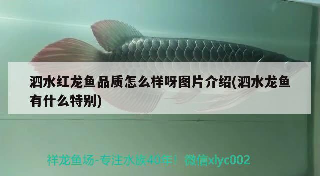 泗水紅龍魚(yú)品質(zhì)怎么樣呀圖片介紹(泗水龍魚(yú)有什么特別)