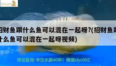 招財魚跟什么魚可以混在一起呀?(招財魚跟什么魚可以混在一起呀視頻) 觀賞魚