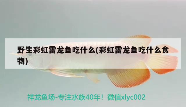 野生彩虹雷龍魚吃什么(彩虹雷龍魚吃什么食物)