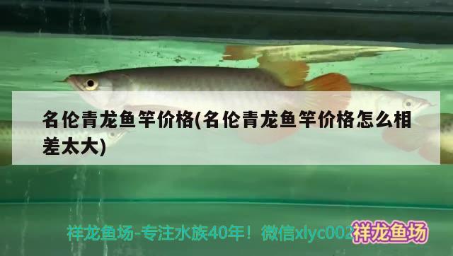 名倫青龍魚竿價格(名倫青龍魚竿價格怎么相差太大)