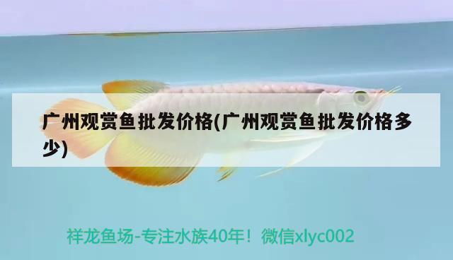 廣州觀賞魚批發(fā)價(jià)格(廣州觀賞魚批發(fā)價(jià)格多少)