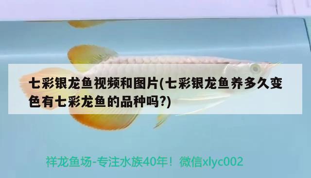 七彩銀龍魚視頻和圖片(七彩銀龍魚養(yǎng)多久變色有七彩龍魚的品種嗎?) 銀龍魚